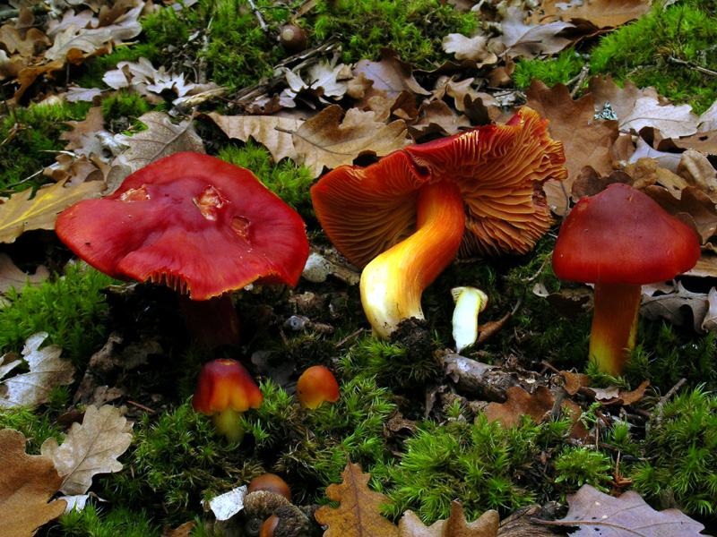 Hygrocybe punicea (Hygrophore rouge ponceau) - Photo RP
