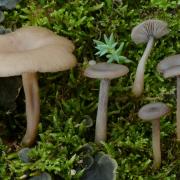 Pseudoclitocybe expallens - Photo DB