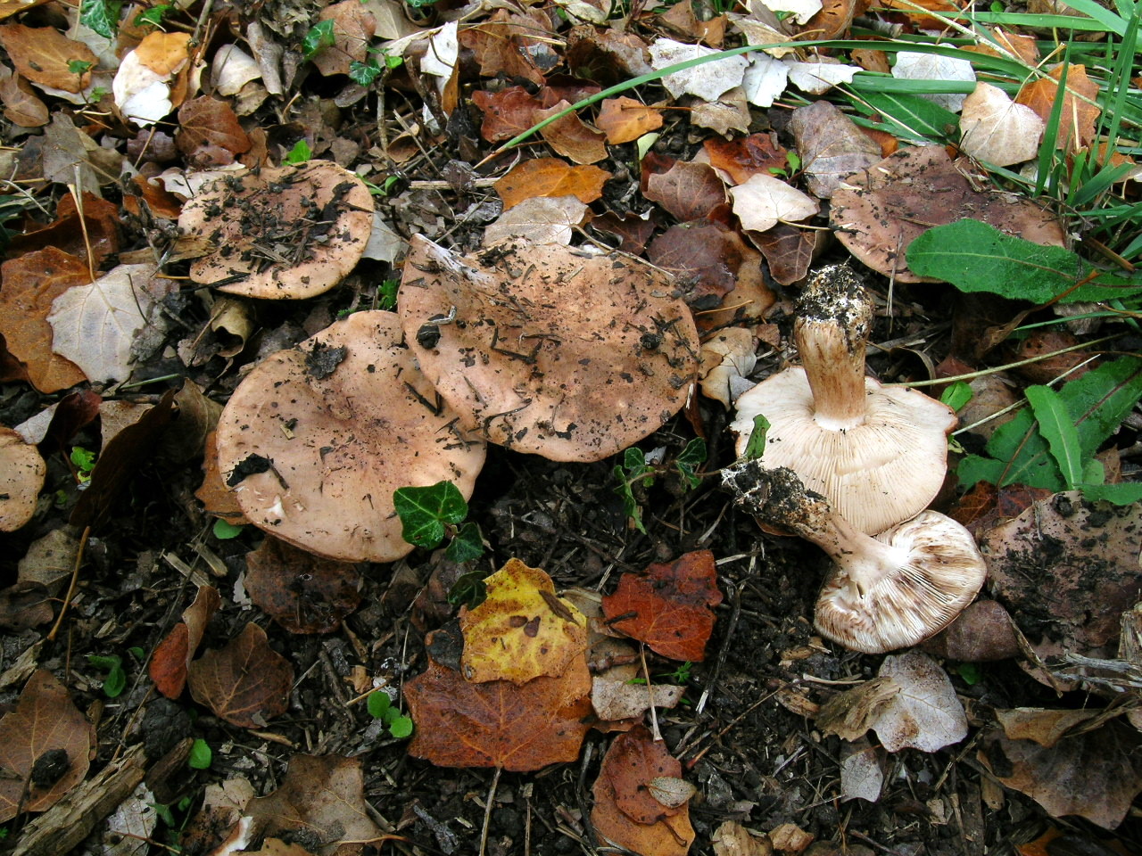 Tricholoma populinum (Tricholome des peupliers) - Photo RP