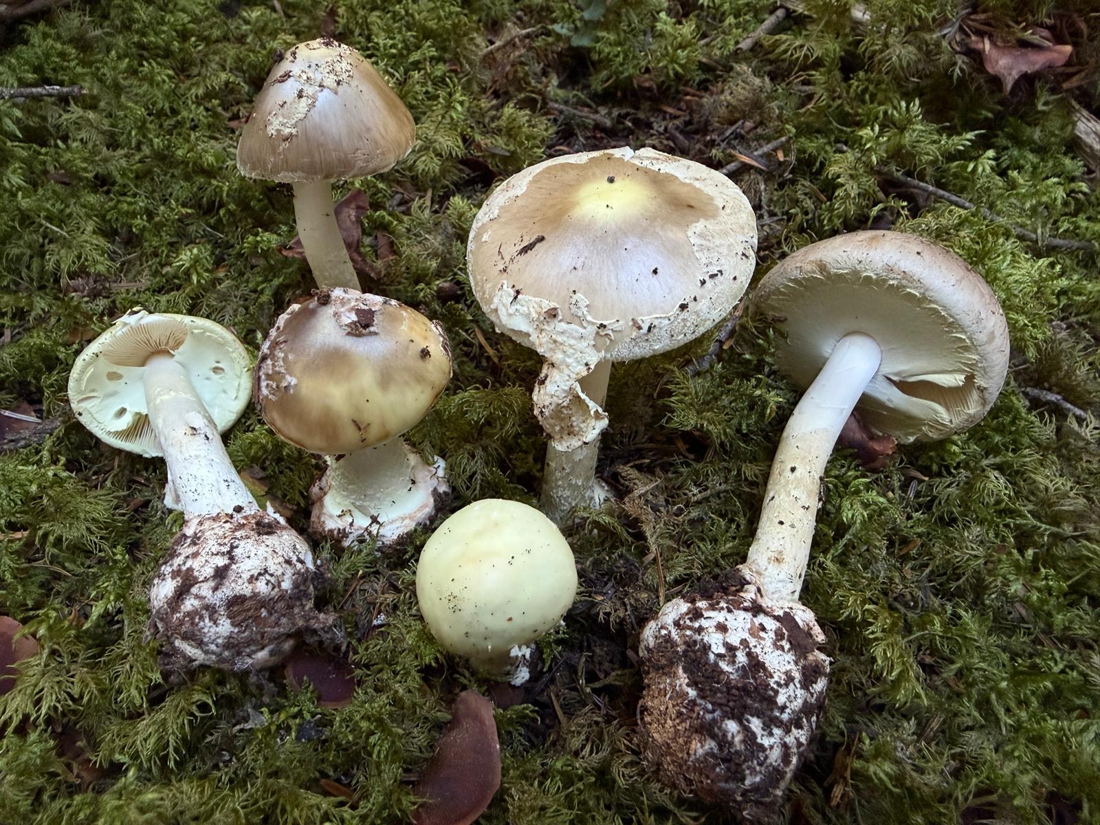Amanita intermedia