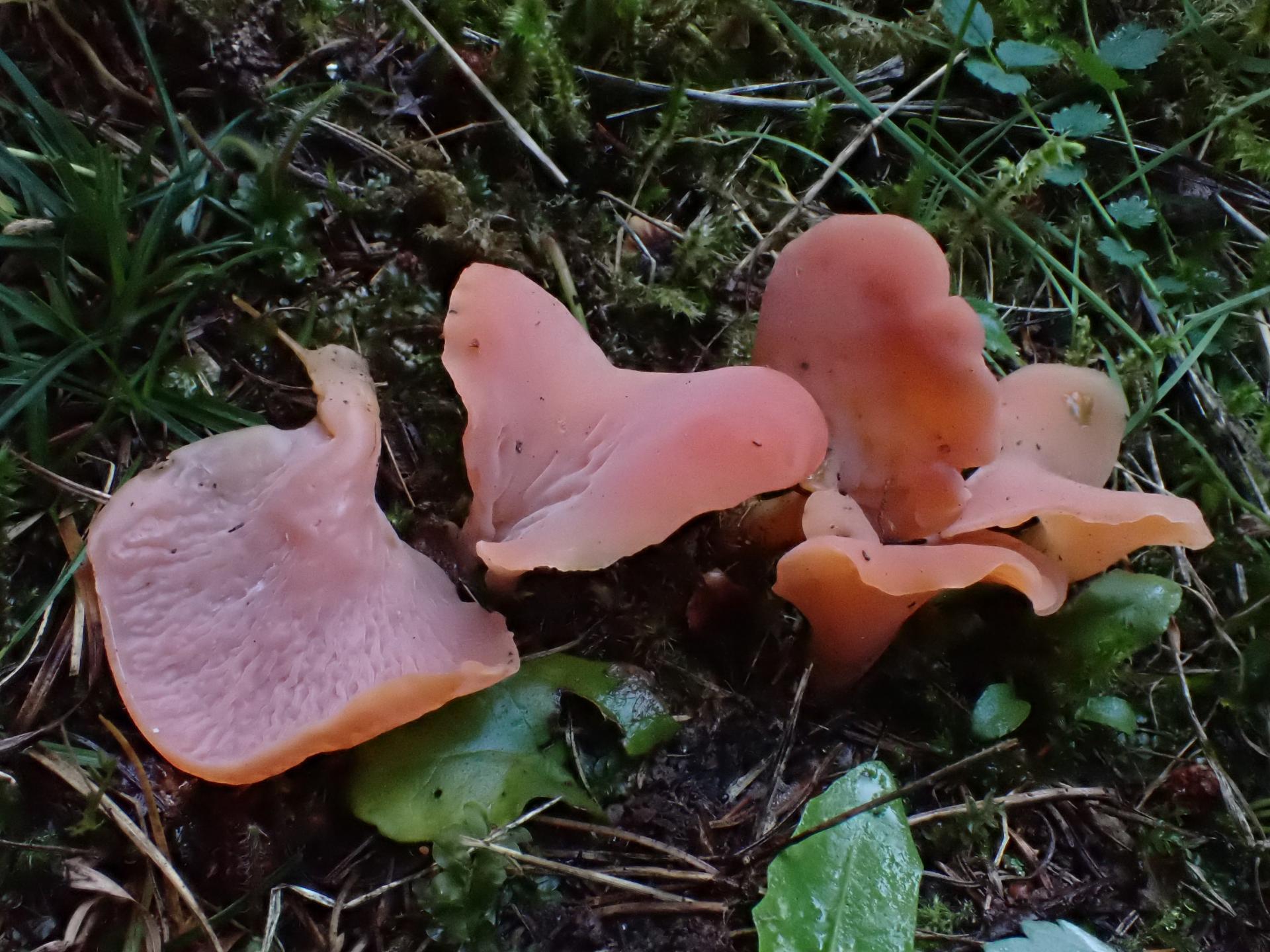 Guepinia helvelloides