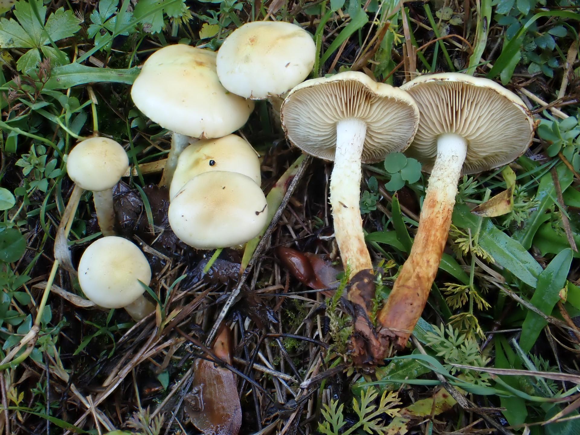 Pholiota gummosa