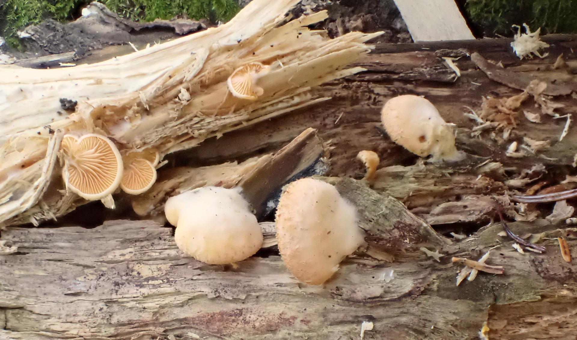 Phyllotopsis nidulans