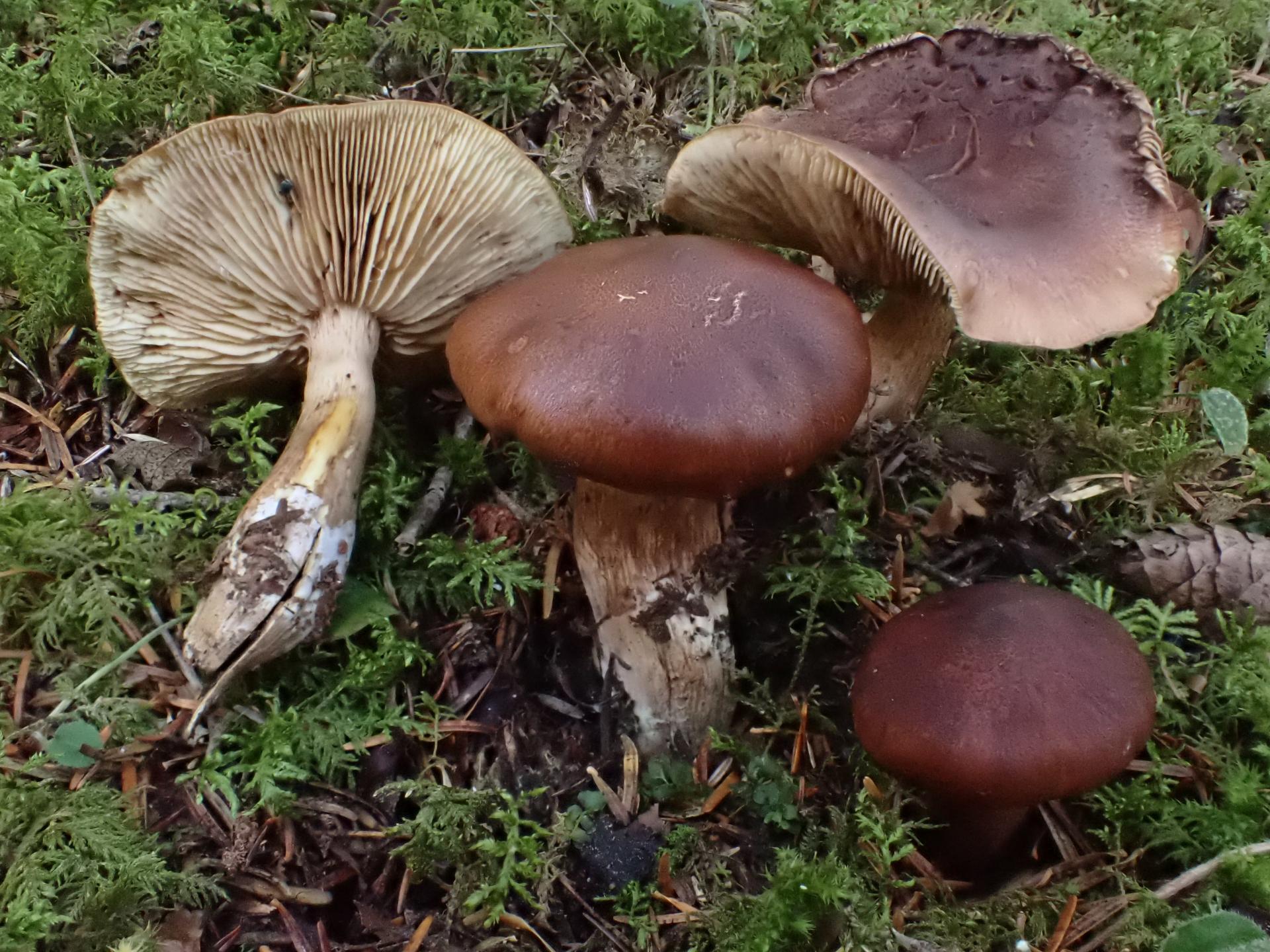 Tricholoma pseudonictitans